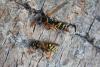 Polistes dominula